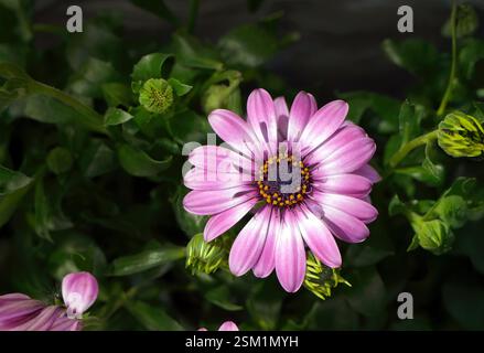 Lila weiße afrikanische Gänseblümchen oder Gänseblümchensträucher, Osteospermum, Dimorphotheca auf dunkelgrünem Hintergrund, Naturtapete Stockfoto