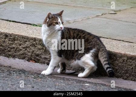 London, England, Großbritannien. Februar 2025. LARRY, die Katze der Downing Street, wird vor Nummer 10 vor seinem 14. Jahrestag im Büro des britischen Premierministers gesehen. Larry war als vierjähriger Tabby von Battersea Dogs and Cats am 2011. Februar auf Nummer 10 angekommen. (Kreditbild: © Tayfun Salci/ZUMA Press Wire) NUR REDAKTIONELLE VERWENDUNG! Nicht für kommerzielle ZWECKE! Stockfoto