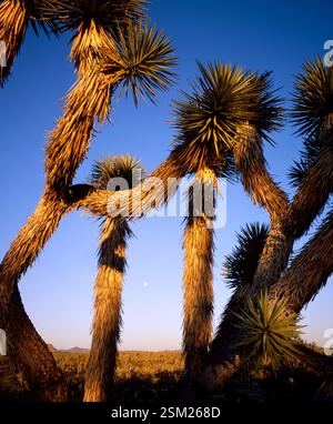 Yucca brevifolia oder Joshua Tree umrahmt den Mondaufgang entlang des Joshua Tree Parkway, Highway 93 im Nordwesten Arizonas. Stockfoto