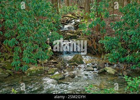 Ein kleiner, schnell fließender Wasserfall, der den Berg hinuntergeht und im späten Winter in einen flachen Bach überfließt, der von Rhododendrons umgeben ist Stockfoto