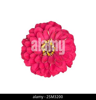 Fuchsia-rosa Zinnienkopf isolierter Ausschnitt auf weiß Stockfoto
