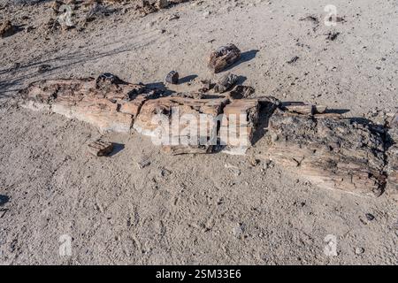 Teilweise begrabene versteinerte Baumstämme in Wüstenlandschaft am Standort Petrified Forest, aufgenommen im hellen Licht des späten Frühlings in der Nähe von Khorixas, Namibia, Afrika Stockfoto