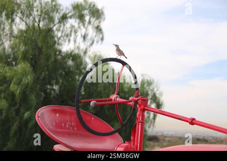 Ein kleiner Vogel sitzt auf dem Lenkrad eines antiken roten Traktors. Stockfoto