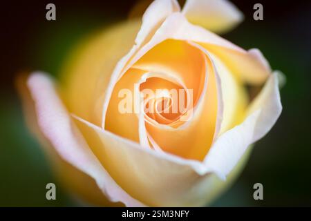 Ein atemberaubendes Makrofoto einer gelben Rose, das die komplizierten Spiralblätter und die zarte Textur hervorhebt. Die sanften Farbtöne vermitteln ein Gefühl von Gelassenheit Stockfoto