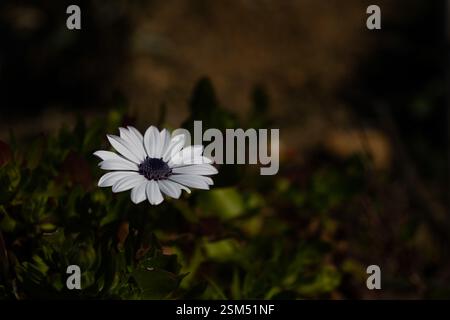 Weiße Blume mit violettem Zentrum, Gänseblümchen, wunderschön im Frühling, Osteospermum fruticosum, afrikanische Gänseblümchen. Stockfoto