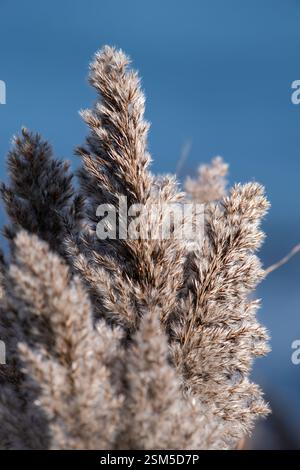 Eine Nahaufnahme von getrockneten Gräsern mit federnden Samenköpfen vor einem weichen blauen Hintergrund, die komplizierte Texturen und natürliche Details im Sonnenlicht zeigen. Stockfoto