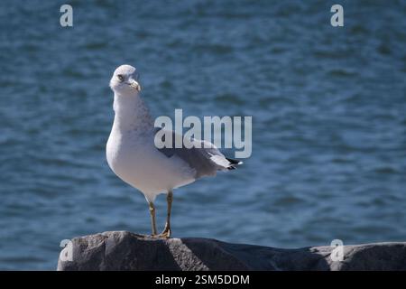 Eine Ringschnabelmöwe, die auf einem Felsen in der Nähe von ruhigem blauem Wasser thront, deren weiße und graue Federn durch Sonnenlicht gegen die plätschernden Wellen hervorgehoben werden. Stockfoto