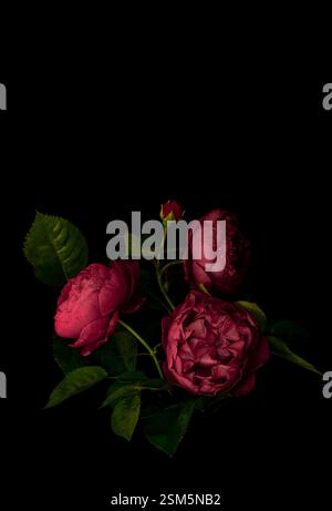 Moody Blumen. Blumenstrauß dunkelrote Rosen auf schwarzem Hintergrund. Unschärfe und selektiver Fokus. Kopierbereich Stockfoto