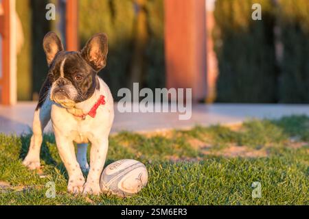 Französische Bulldogge mit einem Rugbyball auf einem grasbewachsenen Rasen während des Sonnenuntergangs, genießen Sie die Natur. Lebendige Beleuchtung unterstreicht die spielerische Natur des Tieres. Stockfoto