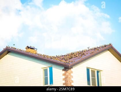 Viele Vögel sitzen auf dem Dach eines Wohnhauses. Hochwertige Fotos Stockfoto