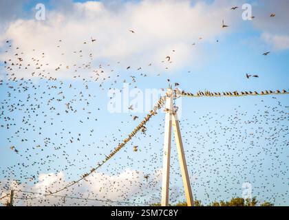 Vögel auf Einer elektrischen Leitung. Hochwertige Fotos Stockfoto