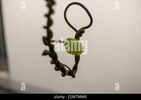 Die eigentümliche Form eines Kiwibaums an einer weißen Wand Stockfoto