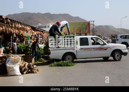 Männer, die Tierfutter vom Pick-up-Truck im Souq Fanja Al-Hadith Oman abladen Stockfoto
