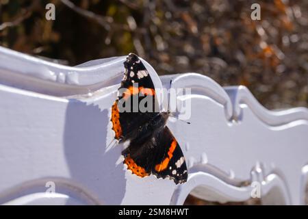 Mittelgroß der rote Admiral (Vanessa atalanta) mit schwarzen Flügeln, orangen Bändern und weißen Flecken auf weißem Hintergrund. Stockfoto