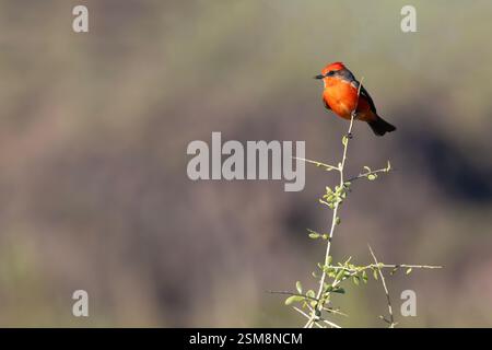 Vertikales Foto von Zinnschnäpper mit Schwanz oben in süßer und frecher Pose auf gebrochenem Baumstamm im El Rio Preserve in Arizona, USA Stockfoto
