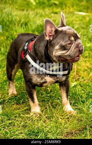 Warnen Sie die französische Bulldogge mit Brindle Coat und Gurtzeug, die auf leuchtendem grünem Gras in einer natürlichen Umgebung im Freien stehen Stockfoto