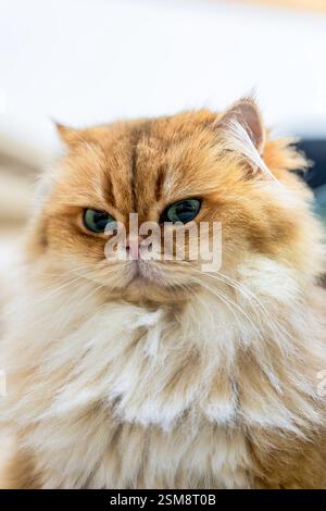 Elegante britische Langhaarkatze NY11 mit luxuriösem goldenem Fell und ausdrucksstarken grünen Augen in einem Nahaufnahme-Porträt Stockfoto