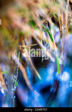 Nahaufnahme von Eiszapfen auf Grass Blades mit Vibrant Bokeh: A Frozen Dance of Nature in Microcosm Stockfoto