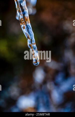 Nahaufnahme eines schmelzenden Eiszapfens, der einen Wassertropfen einfängt, bevor er mit einem unscharfen natürlichen Hintergrund in atemberaubendem Makrodetail fällt Stockfoto