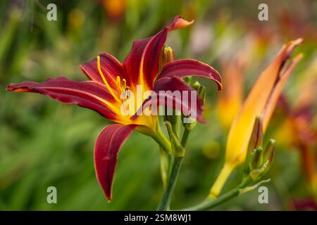 Tiefes Burgund und goldene Taglilie in voller Blüte vor einem weichen grünen Garten Hintergrund Stockfoto