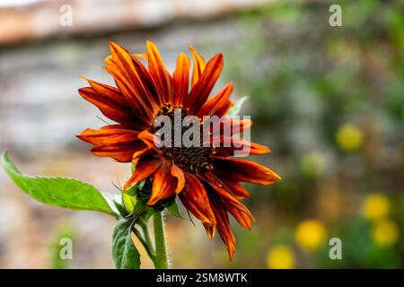 Rustikale, kupferfarbene Sonnenblume in voller Blüte mit weichem Gartenhintergrund Stockfoto