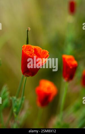 Helles Orange California Poppy in einer traumhaften Wiese mit sanften Grün- und Gelbtönen Stockfoto