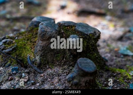 Verwitterter kleiner Baumstamm mit Moos und Erdtexturen in einer natürlichen Waldlandschaft Stockfoto