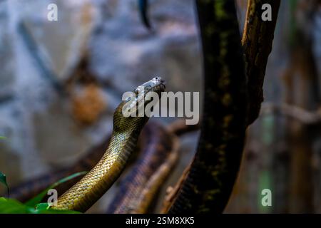 Faszinierende Nahaufnahme eines Teppichpythons (Morelia spilota) inmitten eines naturalistischen Habitats und strukturierten Hintergrunds Stockfoto