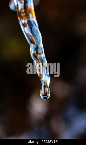 Nahaufnahme eines schmelzenden Eiszapfens, der mitten im Herbst einen Wassertropfen mit einem unscharfen natürlichen Hintergrund in atemberaubendem Makrodetail einfängt Stockfoto
