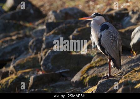 Ein Graureiher (Ardea cinerea) in einem Park in Kanagawa, Japan. Stockfoto