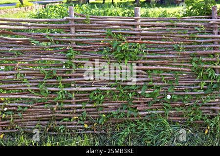 Gewebte weide zaun, Gezwirnter bindweed vor dem Hintergrund des grünen Grases Stockfoto