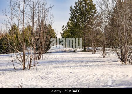 Pflanzung von Nadelbäumen und Laubbäumen im Winter, im Winterpark oder im öffentlichen Garten, selektiver Fokus Stockfoto