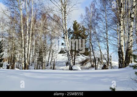 Birke und Kiefer in einem Wald vor dem Hintergrund der Schnee, blauer Himmel und weiße Wolken Stockfoto