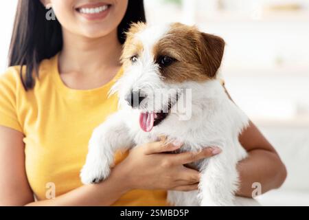 Nahaufnahme des Jack russel Terrier Welpen in den Händen des Besitzers Stockfoto