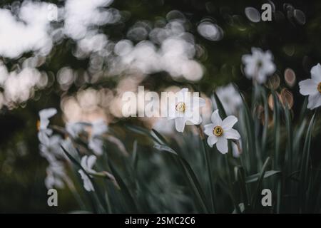 Weiße Blüten mit grünen Blättern, im Abendlicht mit Bokeh-Effekt erfasst Stockfoto