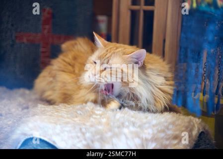 Seltene schöne flauschige Ingwer Tabby Weibchen langhaarig Stockfoto
