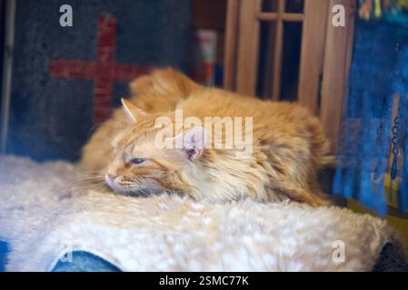 Seltene schöne flauschige Ingwer Tabby Weibchen langhaarig Stockfoto