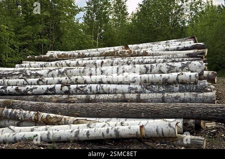 Holzhaufen aus Birke, Kiefer, Aspen, vor dem Hintergrund des grünen Waldes und des Himmels Stockfoto