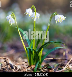 Frühlingsschneeflockenblüten in lateinisch leucojum vernum weiß blühenden Blüten Stockfoto