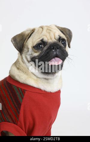 Hund Mops männliche schwarze Schnauze schockierend in roter Kleidung posiert auf weißem Hintergrund Stockfoto