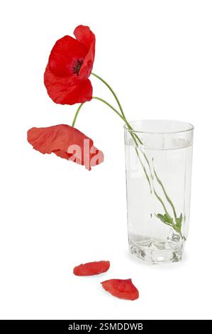 Zwei rote Mohnblumen in einem Glas Wasser, zwei gefallene Blütenblätter isoliert auf weißem Hintergrund Stockfoto