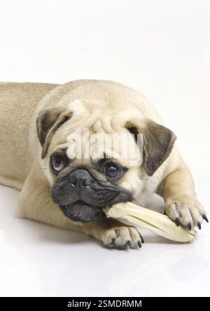 Hund Mops männliche schwarze Schnauze spielen posiert auf weißem Hintergrund Stockfoto