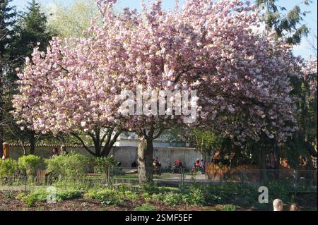 Das Foto zeigt einen wunderschönen Kirschblütenbaum in der Tschechischen Republik. Zarte rosafarbene Blüten bestechen die Zweige vor dem Hintergrund des blauen Himmels. Dies Stockfoto