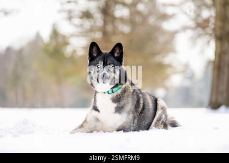 Husky-Hund im Schnee. Sibirischer Husky mit blauen Augen im Winterpark. Hund spielt draußen im Winter, fröhliche Schneeliebhaber. Stockfoto