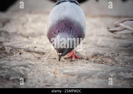 Selektive Unschärfe auf einer einsamen Taube pickt auf verstreute Krümel auf einem Pflaster am Fluss, ihr schillerndes Gefieder schimmert im späten Sonnenlicht. Stockfoto