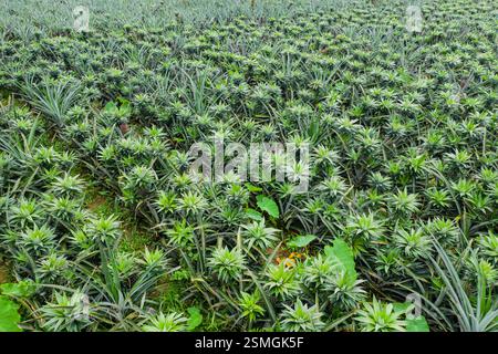 Ein Blick aus der Vogelperspektive auf eine üppige Ananasplantage in Madhupur, Tangail, Bangladesch, die die reiche landwirtschaftliche Landschaft der Region zeigt. Stockfoto