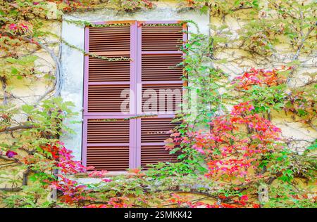 Mit Efeu bedeckte Wand und Fenster, Valldemossa, Mallorca, Balearen, Spanien Stockfoto