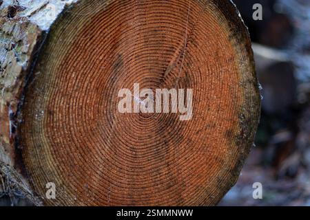 Nahaufnahme der Holzstruktur des geschnittenen Baumstamms Stockfoto