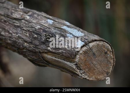 Querschnitt toter Hölzer Stockfoto