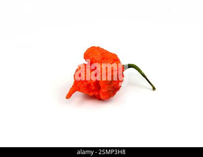 Carolina Reaper, der heißeste chilli Capsicum chinense, ganze reife Hülse, isoliert auf weißem Hintergrund. Superscharfer oder extrem scharfer chilischote Stockfoto